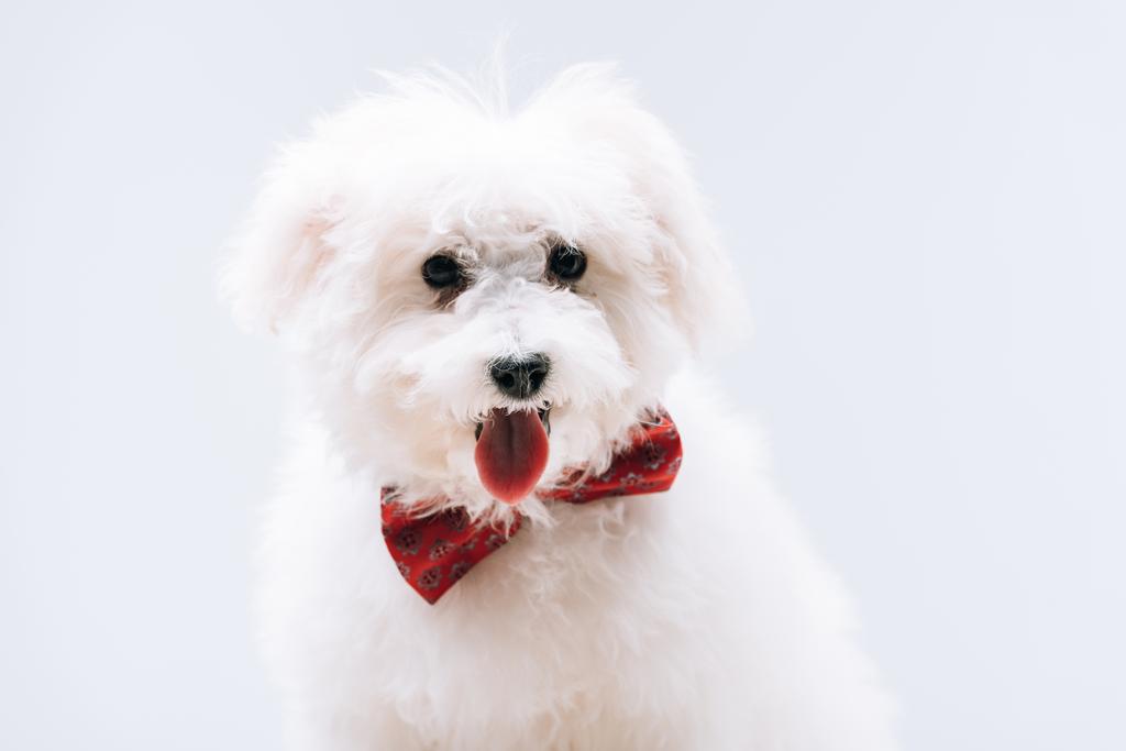 Havanese dog with red bow tie sticking out tongue isolated on grey - Photo, Image