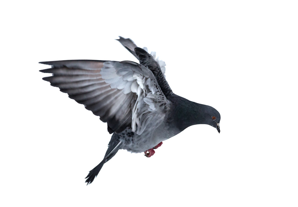 karanlık güvercin beyaz izole - Fotoğraf, Görsel
