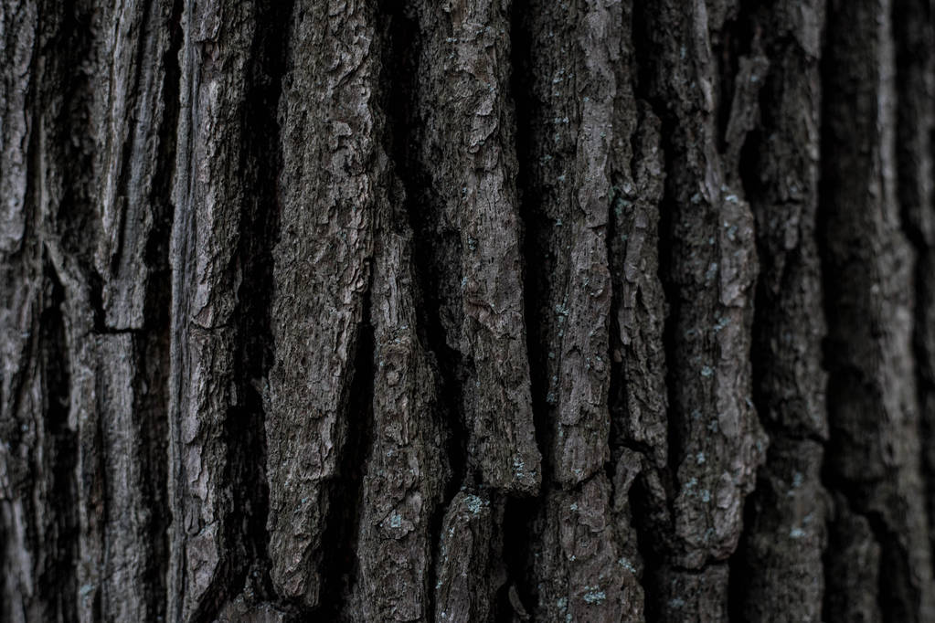 Fondo de madera.Textura perfecta de la corteza de madera. Textura de fondo de corteza de árbol. foto de un árbol vivo. pantalla de salpicadura textura de fondo
 - Foto, Imagen
