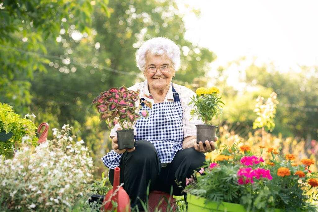 Mulher sênior segurando suas flores no jardim. Jardineiro sênior corte cuidar de flores. Conceito de jardinagem - Foto, Imagem