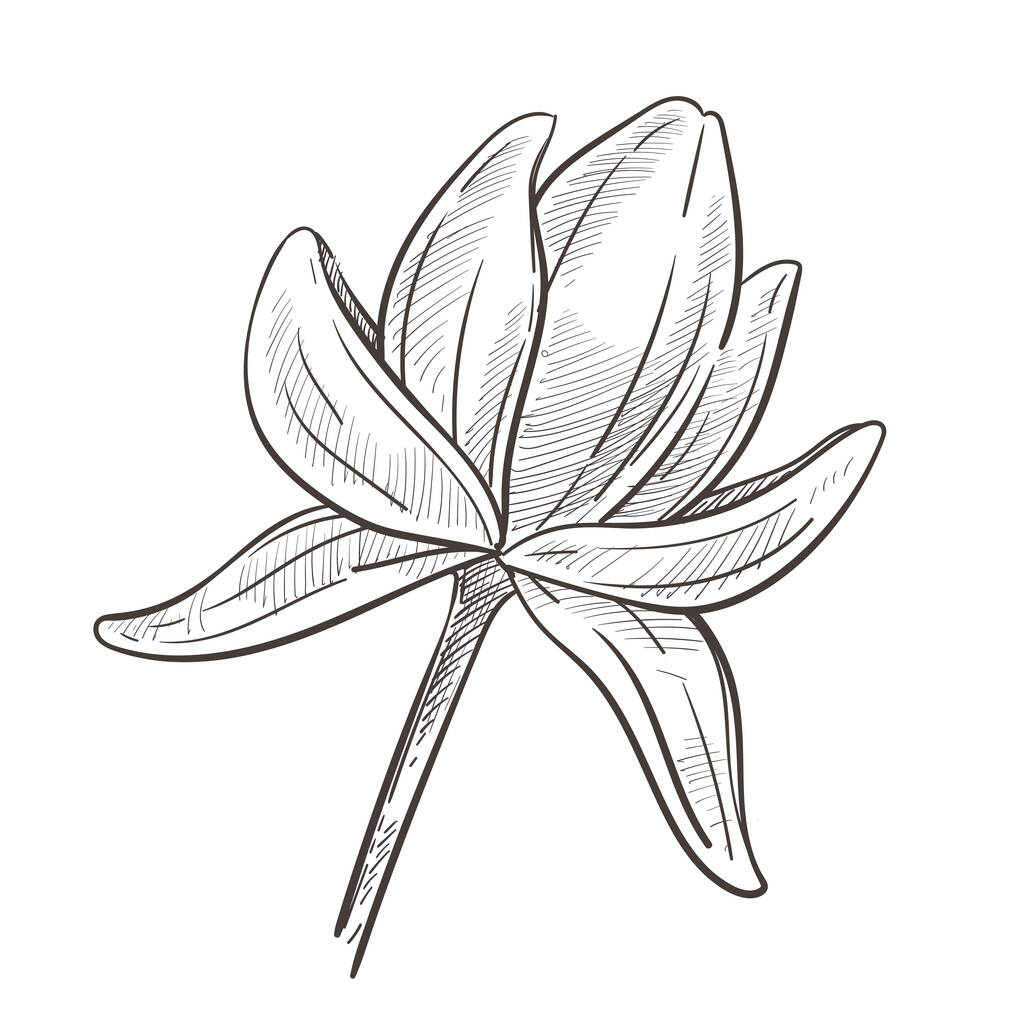 蓮の花の孤立スケッチベクトル。茎に蕾や花弁、水生植物の花、スパや美しさの象徴、植物や植物。手描きの生物種、東洋の自然要素鉛筆画 - ベクター画像