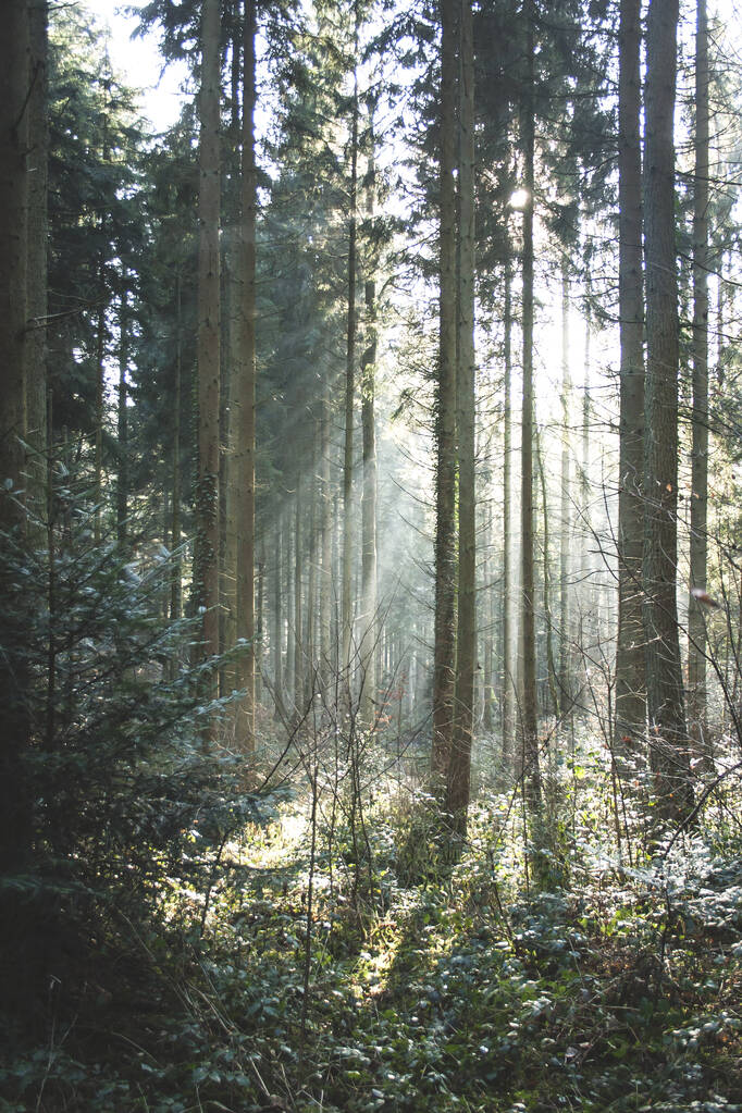 lumière d'hiver dans la forêt
  - Photo, image