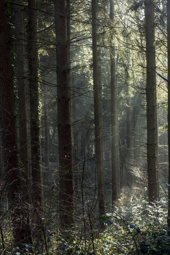 Parlak güneş ışınlarıyla yeşil çam ormanı - Fotoğraf, Görsel