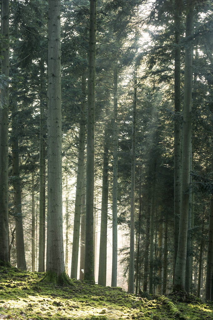 lumière d'hiver parmi les arbres
  - Photo, image