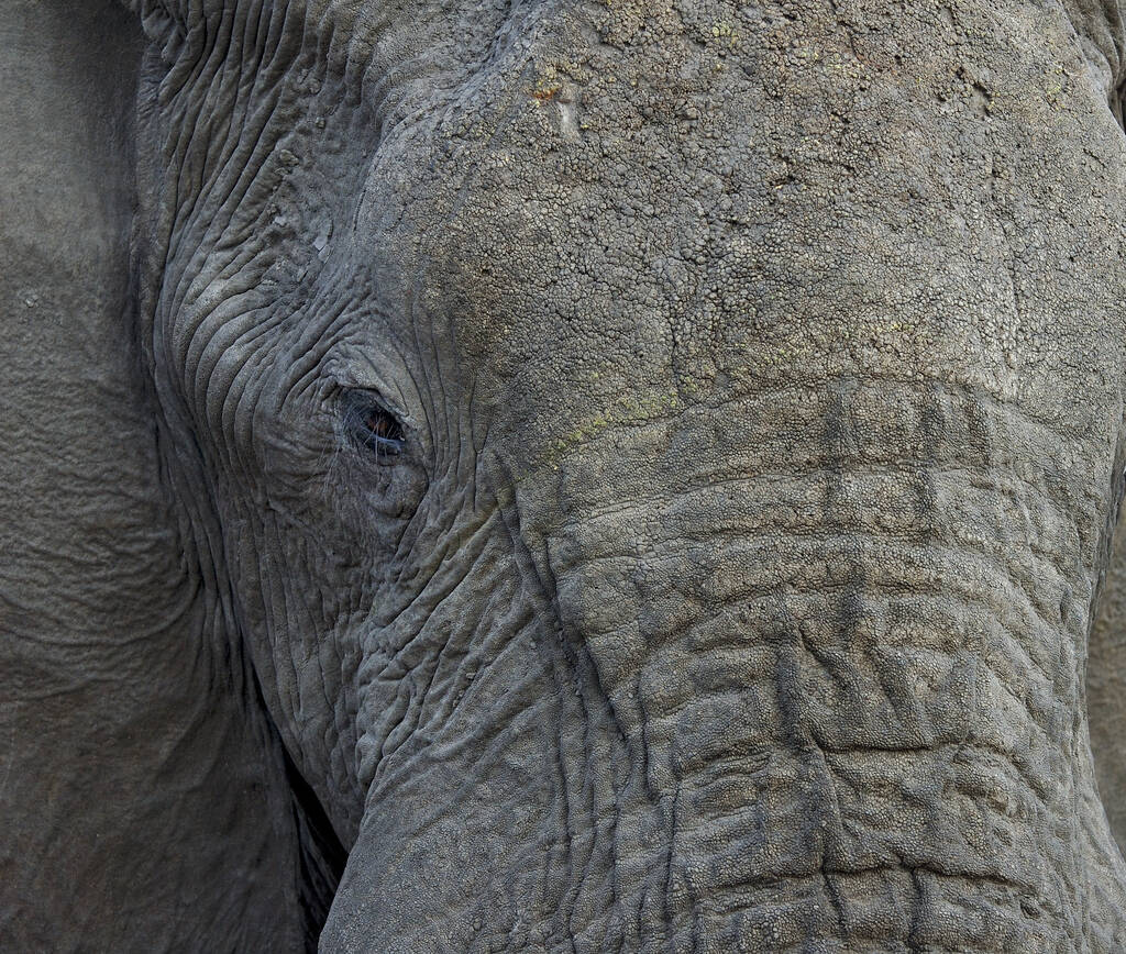 Afrikaanse olifanten in het wild - Foto, afbeelding