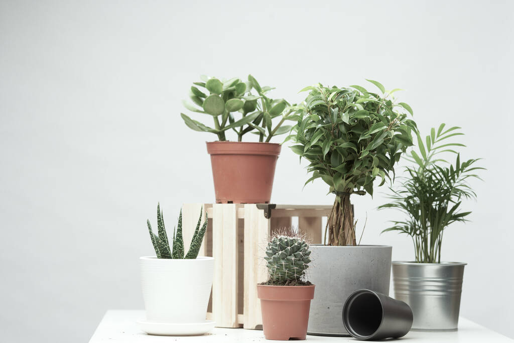 Varias plantas de interior, cactus en macetas sobre fondo limpio vacío
 - Foto, Imagen