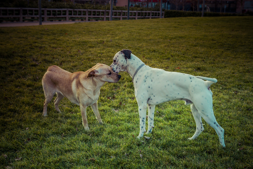 Labrador retriever köpek Güz - Fotoğraf, Görsel