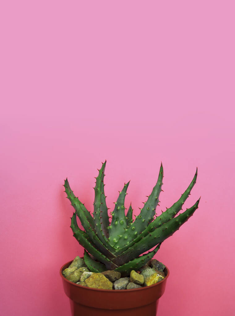 Tropical Greens diseño de arte minimal.Contemporáneo Art.Cactus Fashion Set.Vanilla colores pastel de moda. Dulce estilo de verano. Creativo Inusual
. - Foto, Imagen