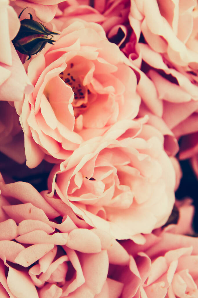 庭の美しいピンクのバラ。花の背景. - 写真・画像