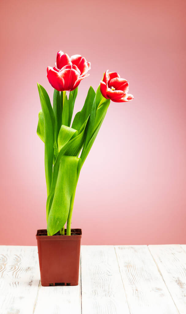 Ramo de tulipanes colores brillantes hermosos. Filmado en un primer plano del estudio
 - Foto, Imagen