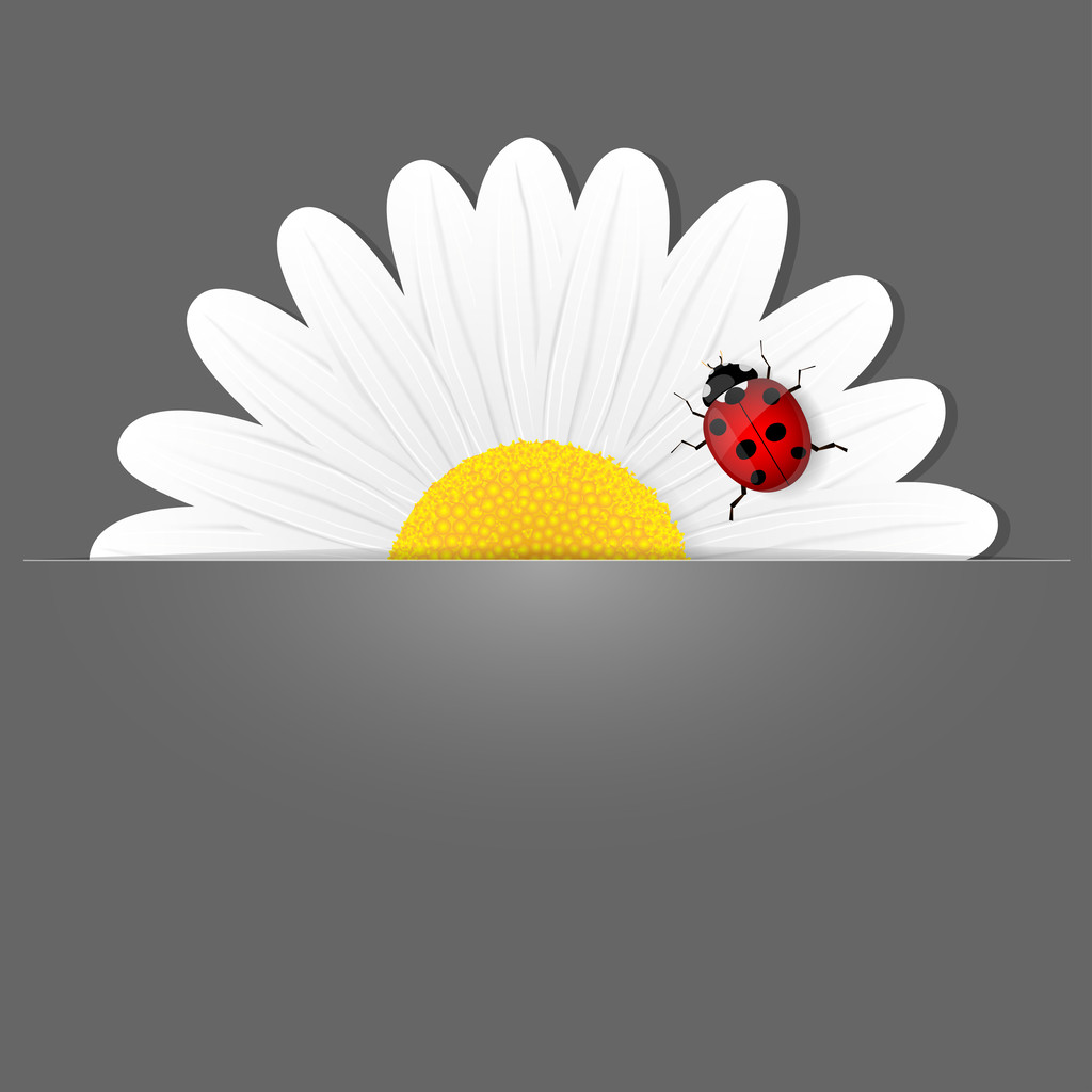 Ромашковый цветок и божья коровка
 - Вектор,изображение