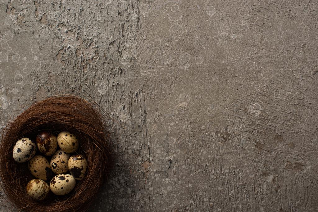 vista dall'alto di uova di quaglia in nido su sfondo grigio cemento
 - Foto, immagini