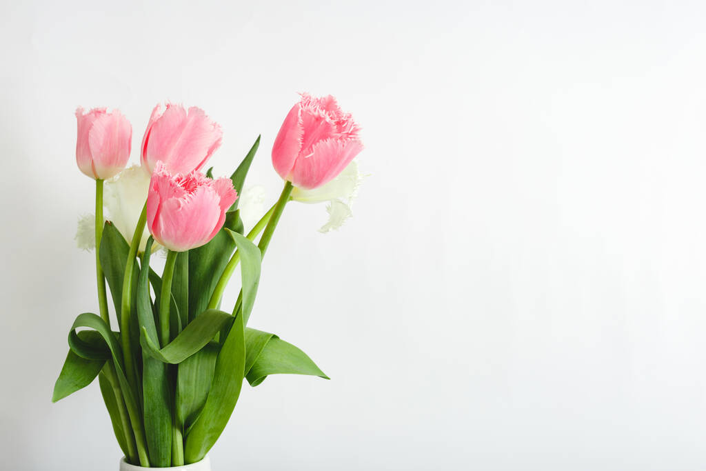 Vaaleanpunainen tulppaanit kimppu valkoisella taustalla kopioi tilaa. Kimppu Kaunis vaaleanpunainen ja valkoinen kevät tulppaanit kukkia Äitienpäivä, Ystävänpäivä, syntymäpäivä käsite, Hei kevät - Valokuva, kuva