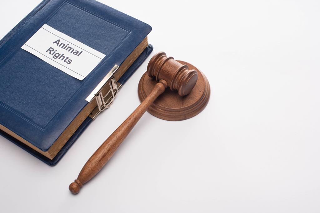Hochwinkelaufnahme des Richtergabel und blaues Buch mit Tierrechtsinschrift auf weißem Hintergrund - Foto, Bild