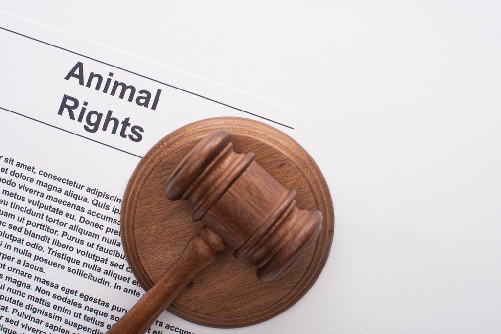 vista superior del martillo del juez sobre la inscripción de los derechos de los animales sobre fondo blanco
 - Foto, Imagen