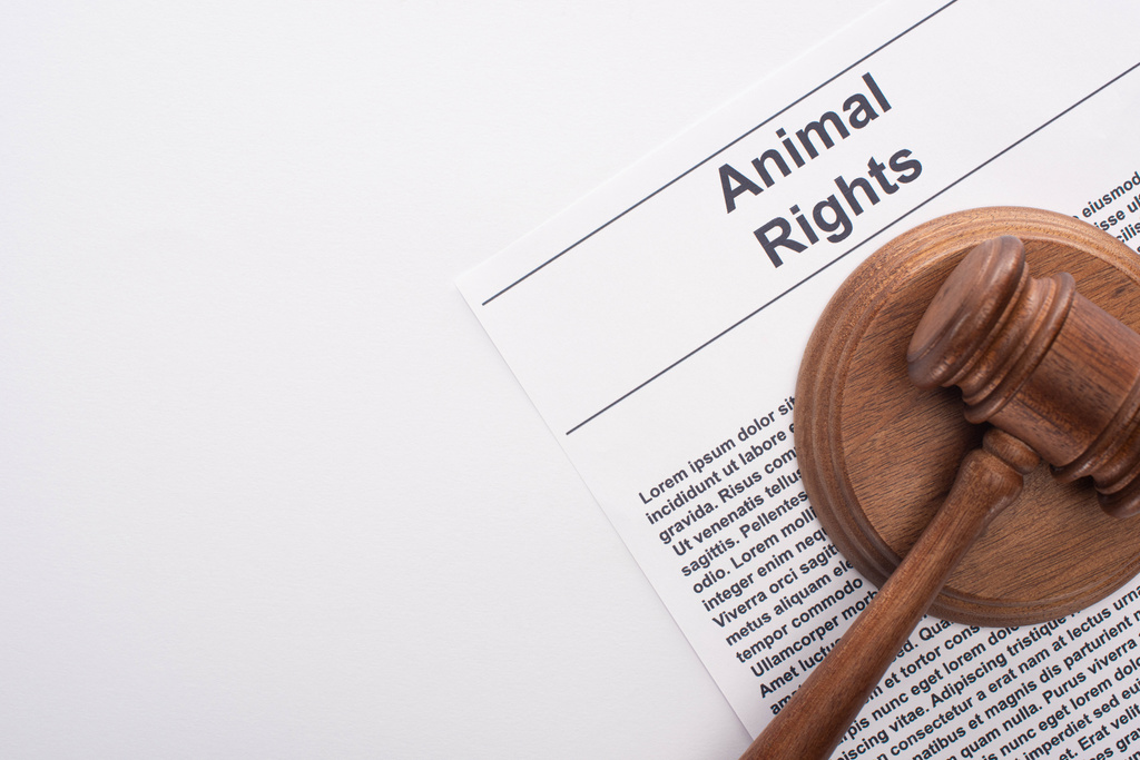 bovenaanzicht van dierenrechter hamer op dierenrechten inscriptie op wit oppervlak - Foto, afbeelding
