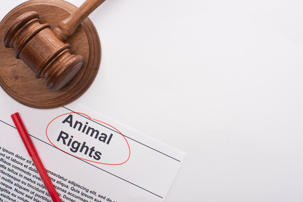 κορυφαία άποψη του δικαστή Gavel, τα δικαιώματα των ζώων επιγραφή και κόκκινο στυλό τσόχα σε λευκό φόντο - Φωτογραφία, εικόνα