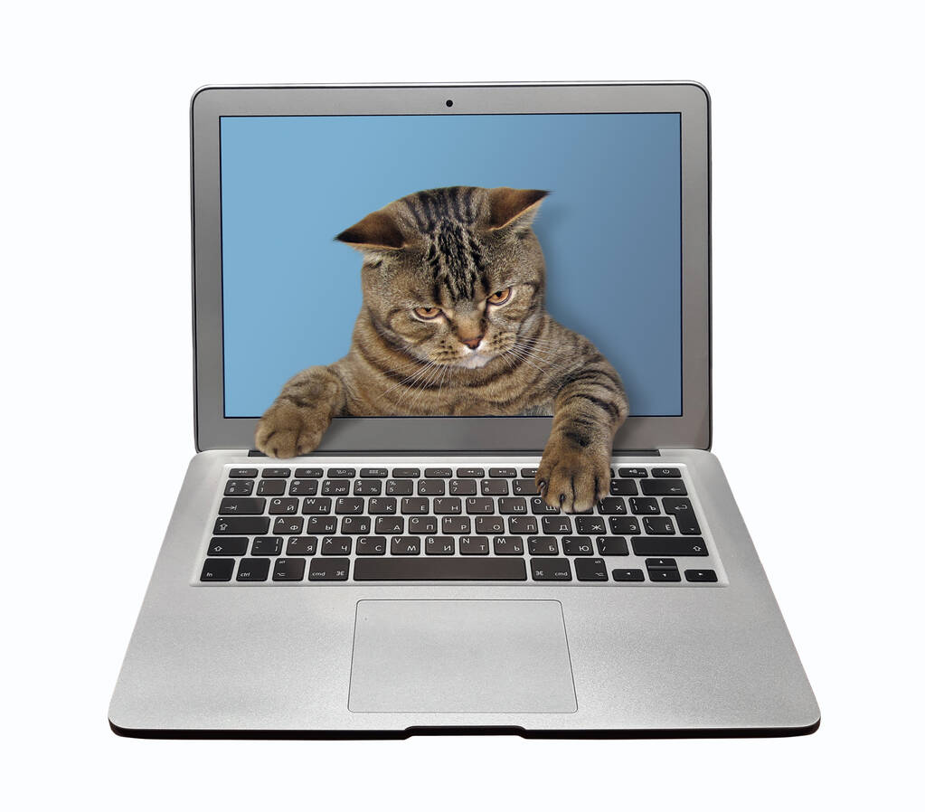 Бежевий розумний кіт виходить з екрану ноутбука і друкує на клавіатурі. Білий фон. Ізольовані
. - Фото, зображення