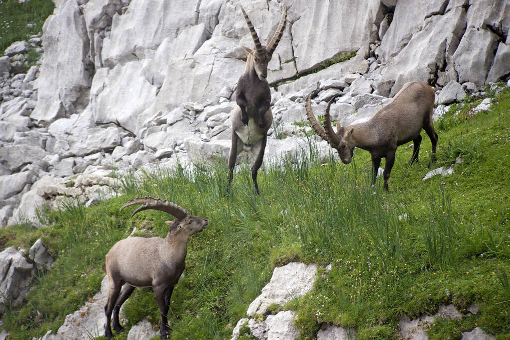 un grupo de cabras pastando en las montañas - Foto, Imagen