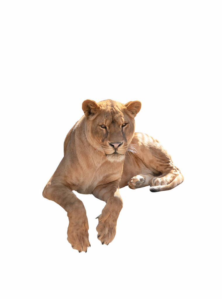 Lioness eristetty valkoisella pohjalla
  - Valokuva, kuva