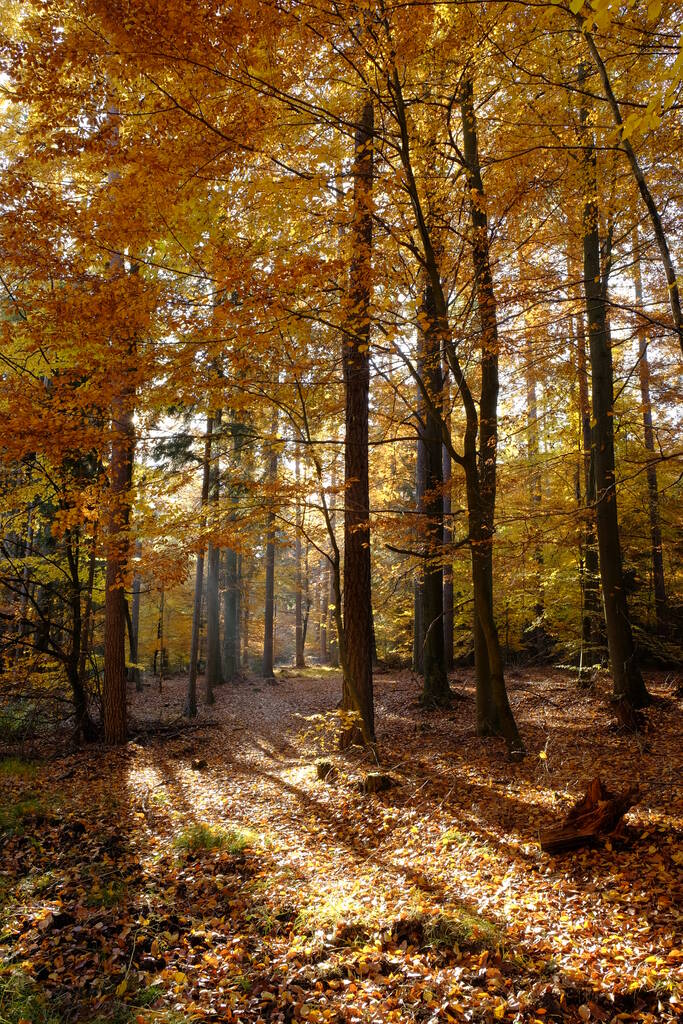 秋の北部シュタイゲルヴァルト,下フランコニア,バイエルン州,ドイツ - 写真・画像