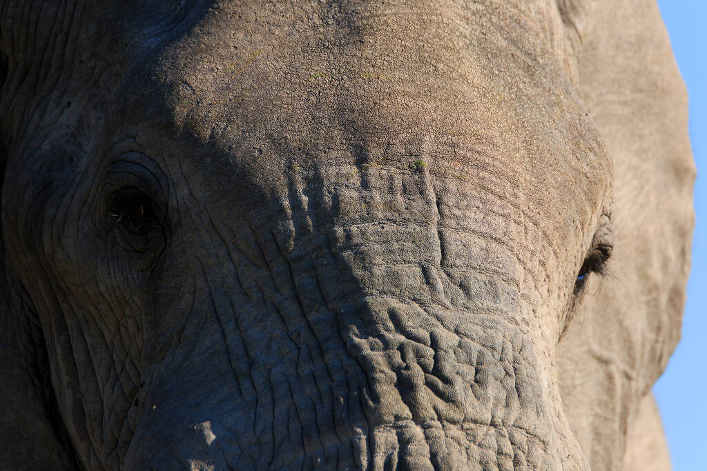 Portrait d'un taureau éléphant
 - Photo, image