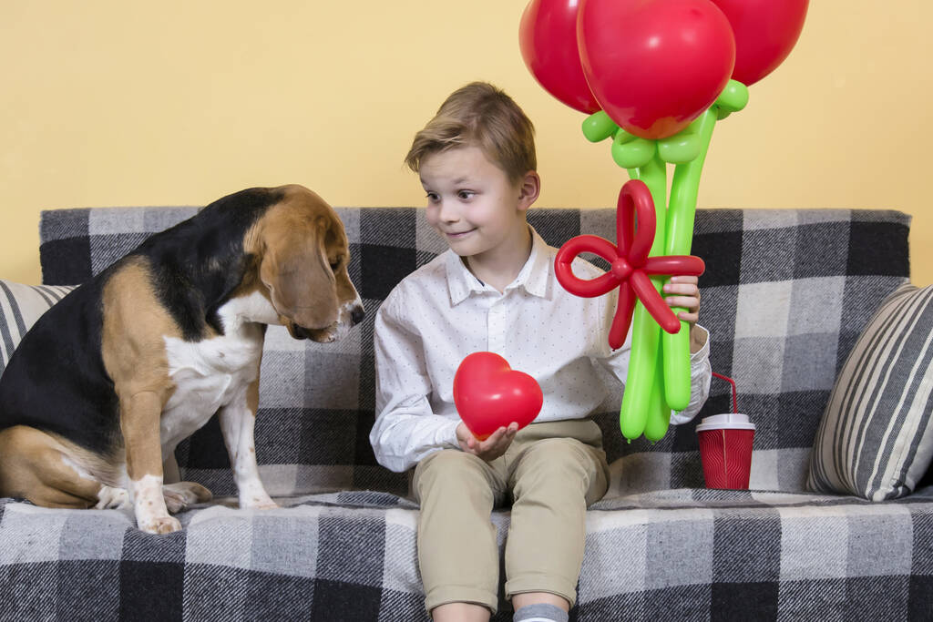 menino bonito segurando um monte de balões em forma de coração e um cão beagle engraçado no sofá
 - Foto, Imagem