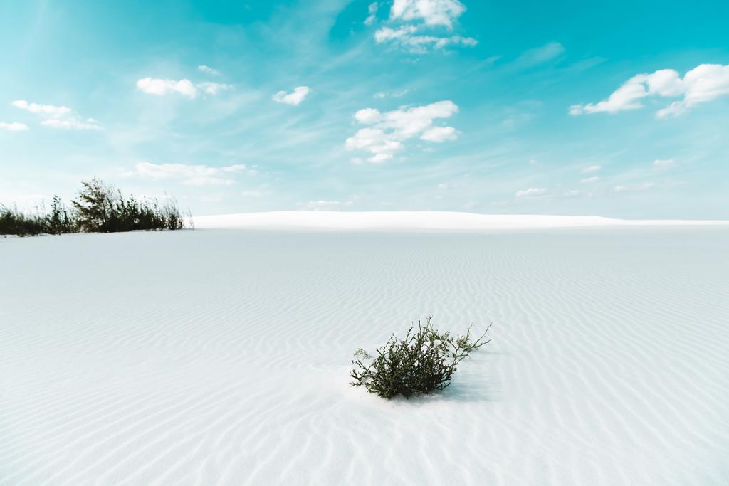 kaunis ranta valkoisella hiekalla kasveilla ja sininen taivas valkoisilla pilvillä
 - Valokuva, kuva