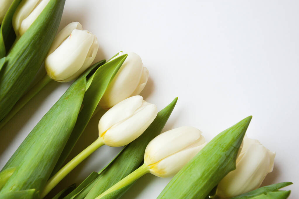 Білі тюльпани на білому тлі. Букет квітів
. - Фото, зображення