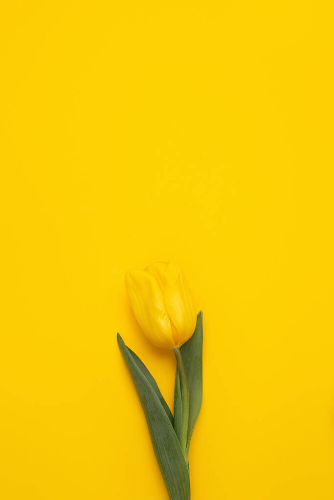 Buntes Foto von frischen Frühlingsblumen Tulpen auf gelbem Hintergrund. Frohe Ostern und Muttertagskarte. - Foto, Bild