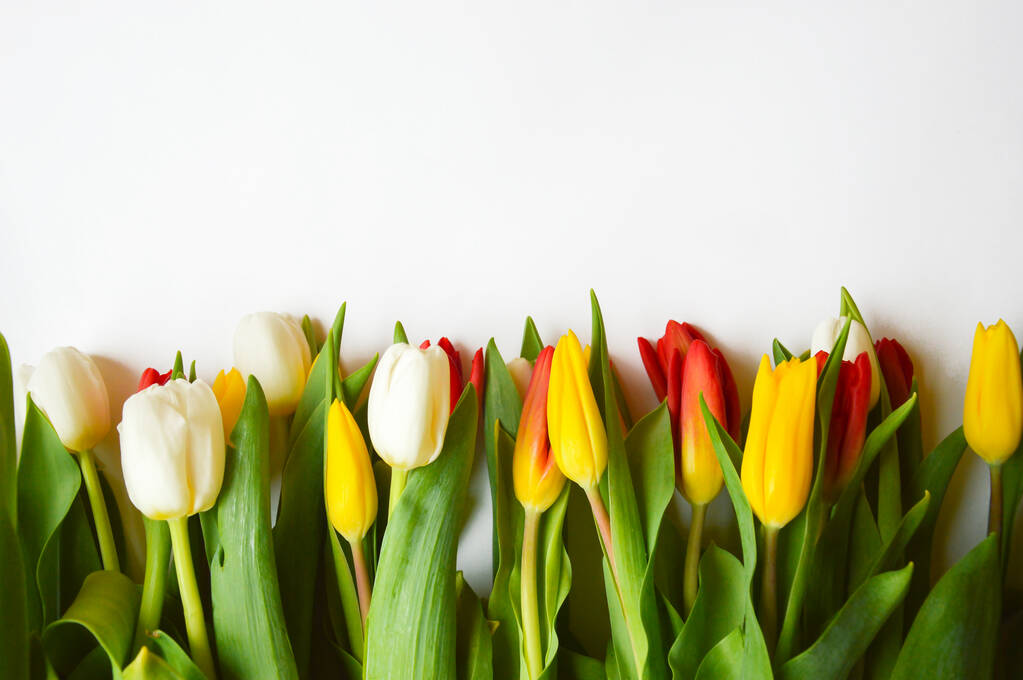 Jasná kytice tulipánů. Květiny jsou bílé, červené a žluté. - Fotografie, Obrázek