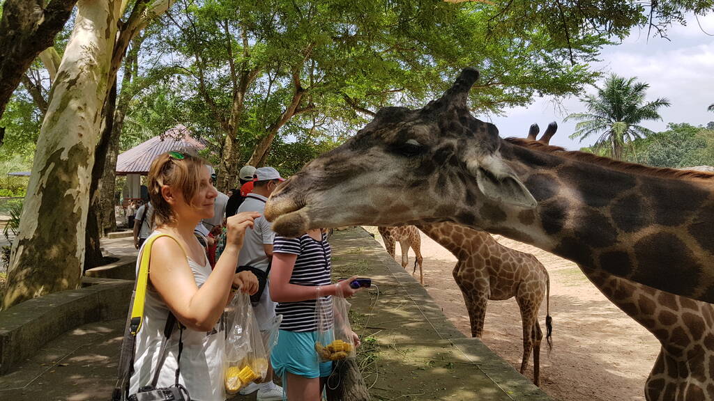 Thaimaa, Pattaya 23,08,2018 Eläintarhan kävijät ruokkivat kirahveja
 - Valokuva, kuva