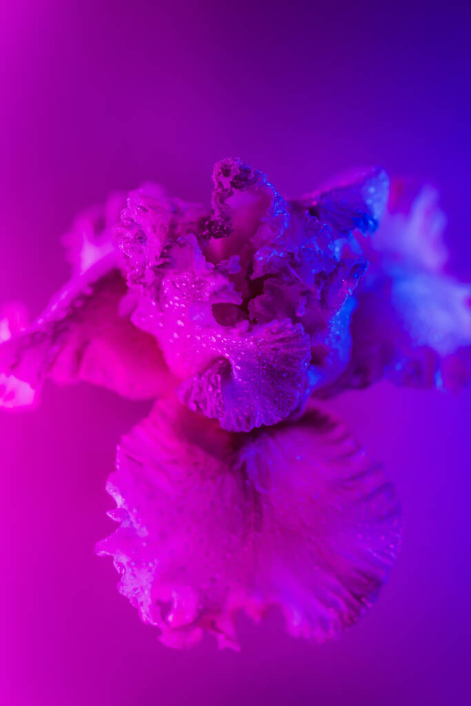 Яскравий неоновий квітковий бутон кольору ірису
 - Фото, зображення
