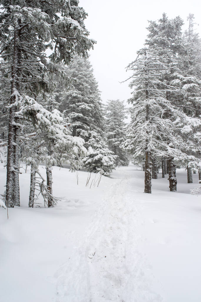 forêt blanche, couverte de neige, de conifères, après une nuit de chutes de neige et un sentier ondulé parmi les sapins
 - Photo, image