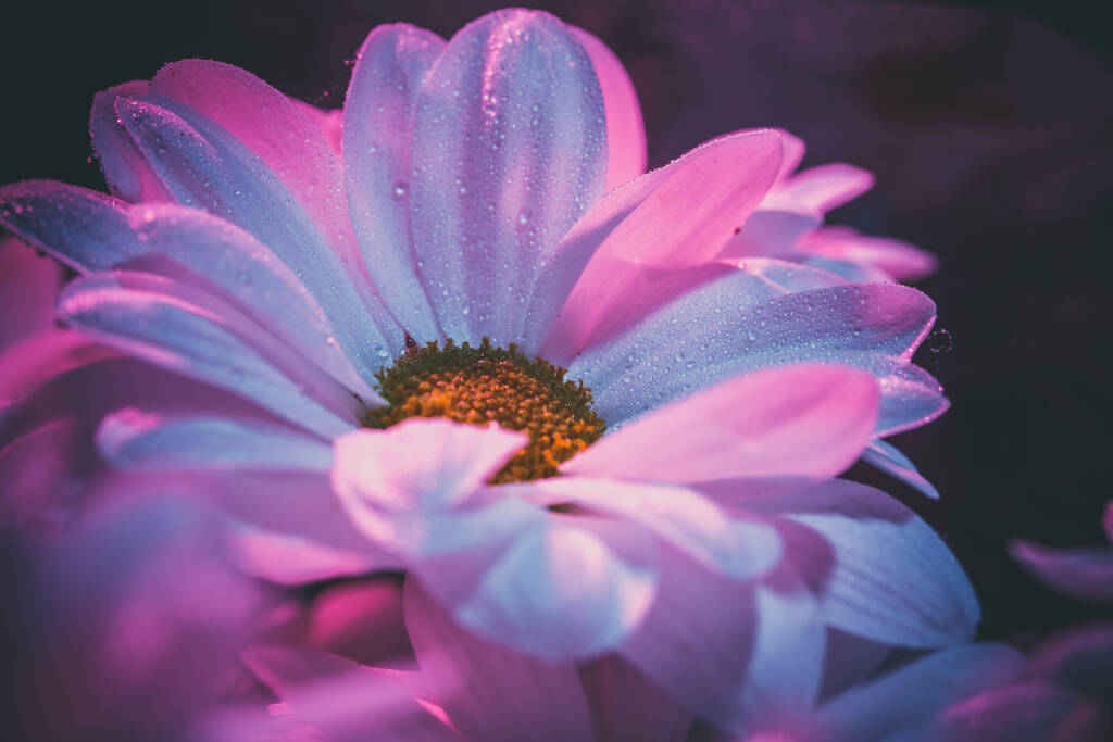 Свіжі і красиві білі хризантеми в синьо-рожевому
. - Фото, зображення