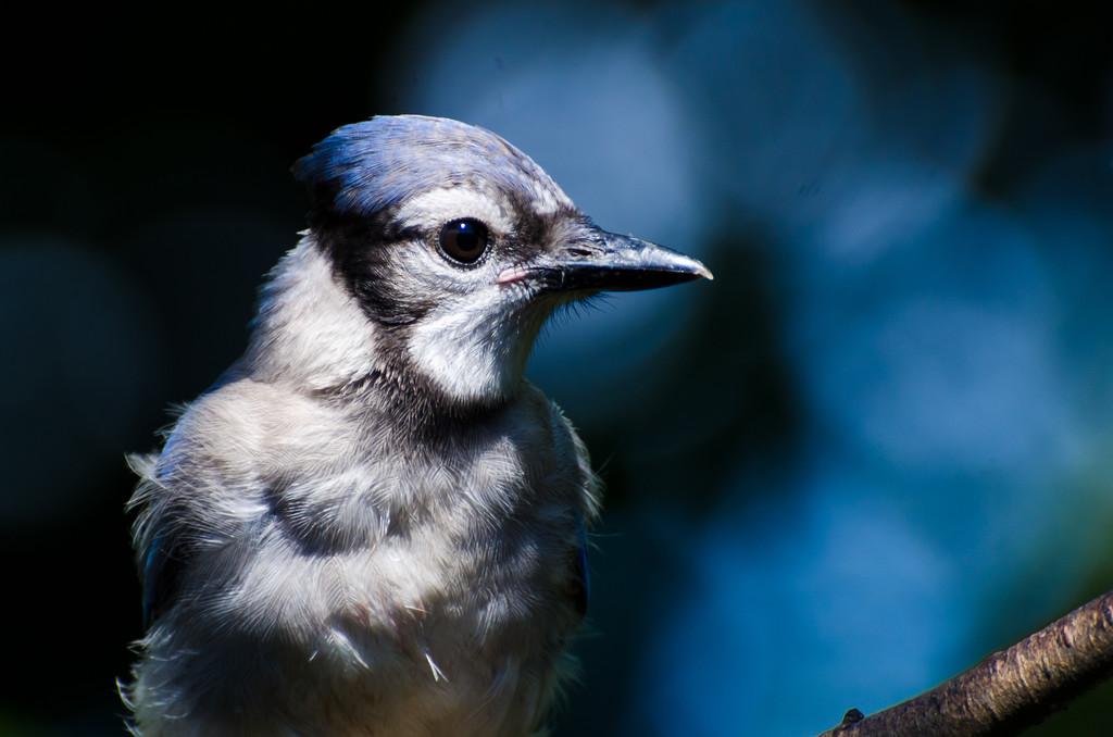 Blue Jay Close Up - Photo, Image