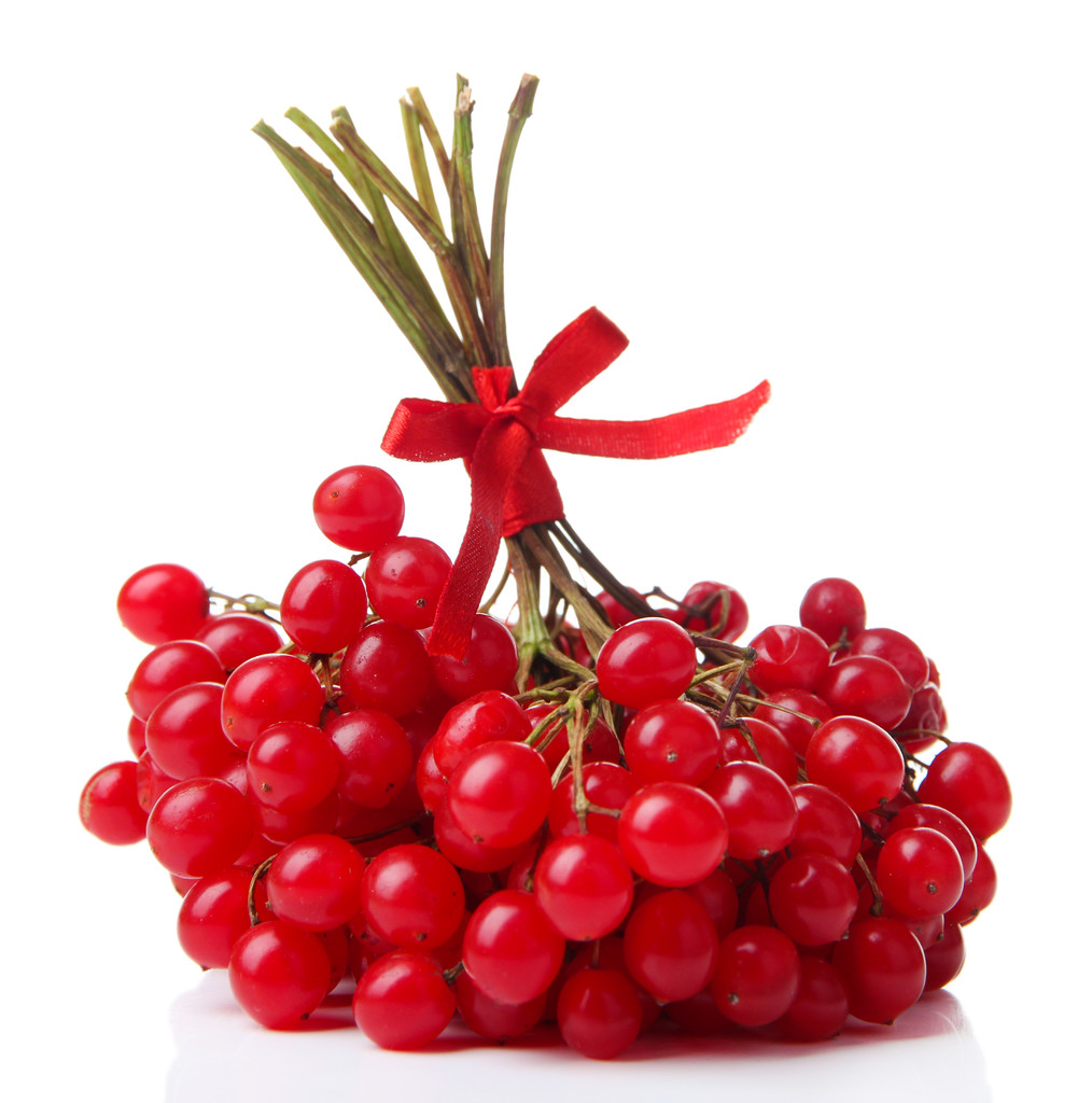 Red berries of viburnum isolated on white - Photo, Image