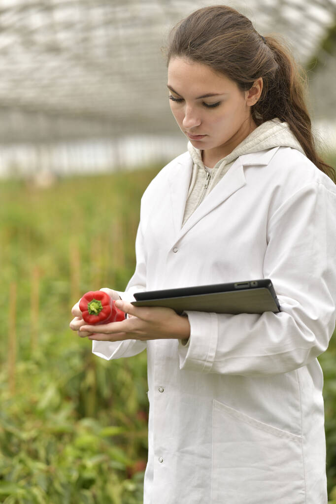 Joven agrónomo en invernadero controlando hortalizas
 - Foto, imagen