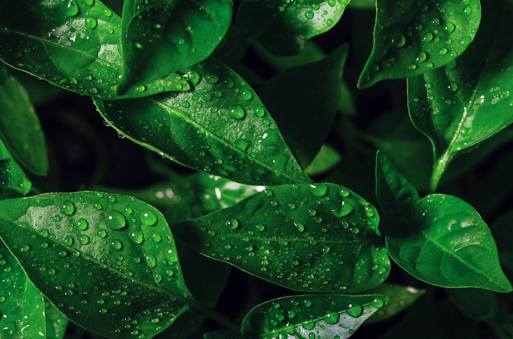 Vízcseppek zöld levelek palánták fiatal bors termesztett üvegház, háttér textúra. - Fotó, kép