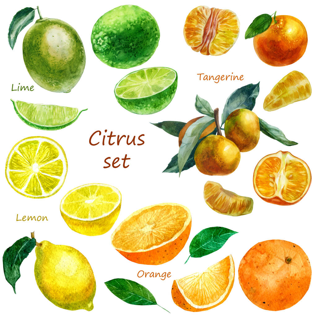 Akvarelové znázornění sady citrusových plodů. Limetka, mandarinka, pomeranč, citron. Celé ovoce, části ovoce - Fotografie, Obrázek