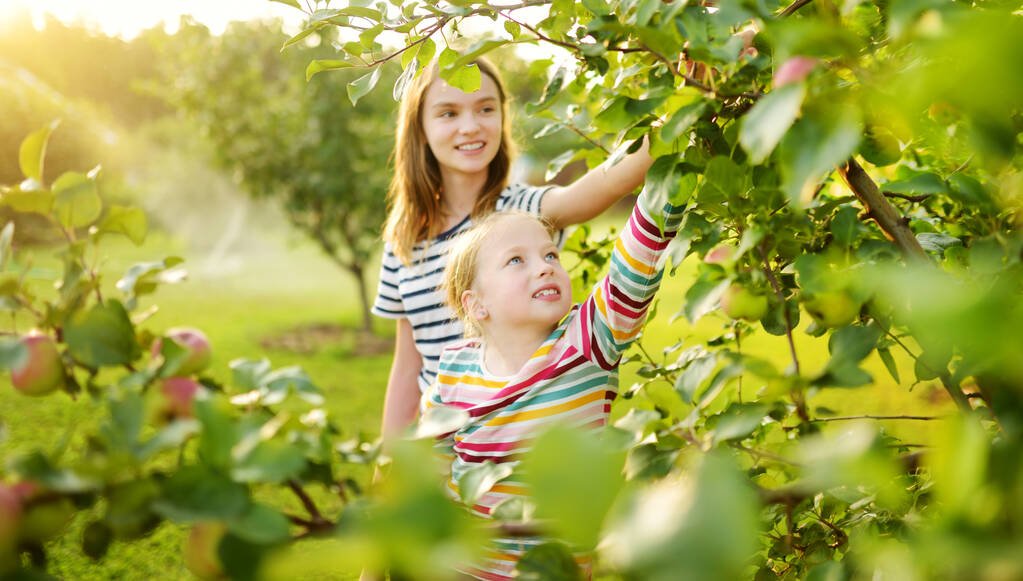 Söpöt nuoret tytöt korjaavat omenoita omenapuutarhassa kesäpäivänä. Lapset poimivat hedelmiä puutarhasta. Tuoretta terveellistä ruokaa pienille lapsille. Perheiden ravitsemus kesällä
. - Valokuva, kuva