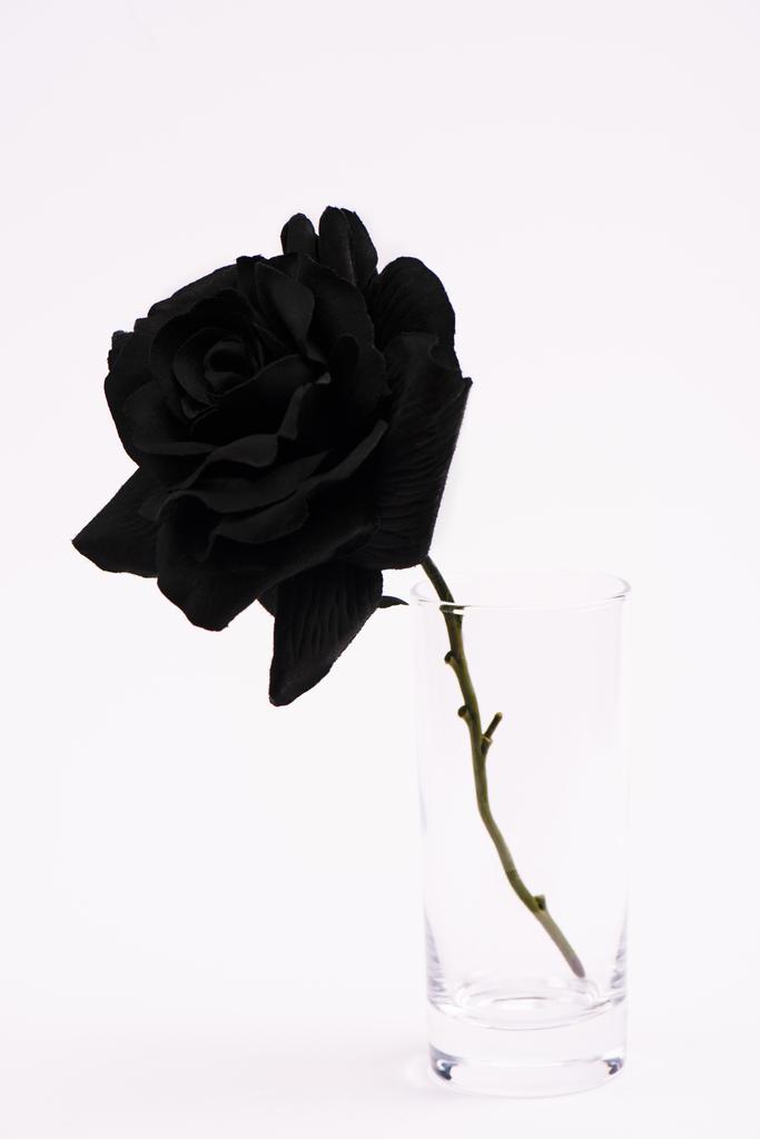 schwarz blühende Rose im Glas isoliert auf weiß - Foto, Bild
