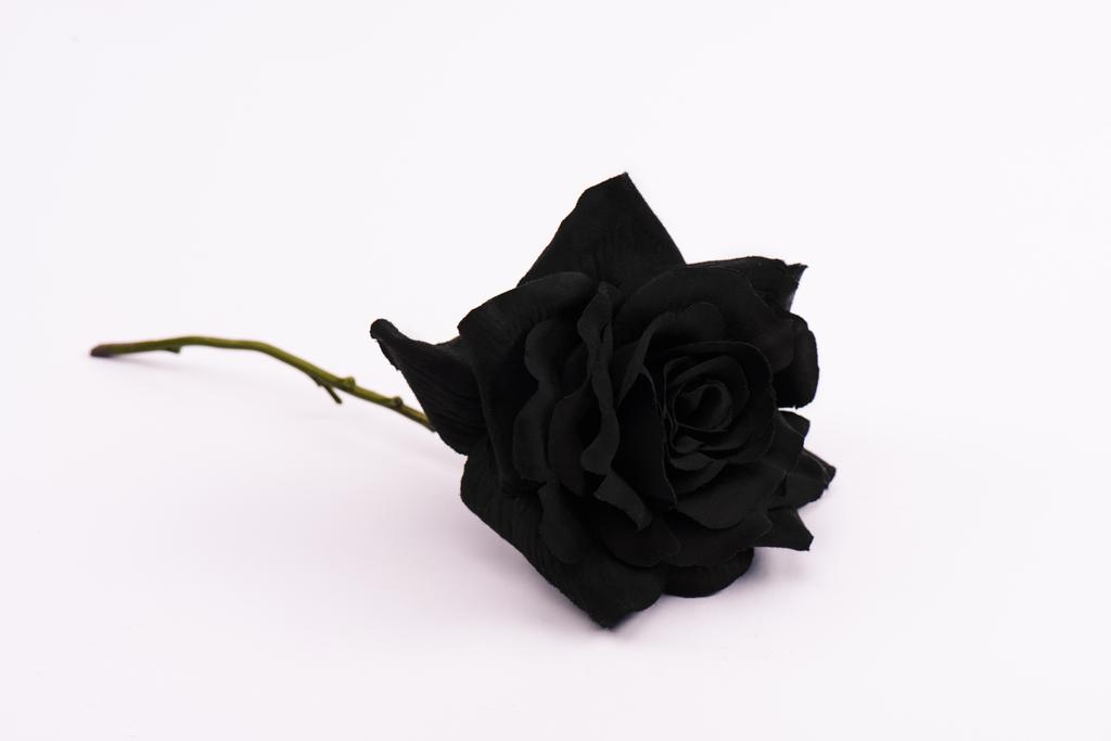 czarny i kwitnąca róża na białym z miejsca kopiowania - Zdjęcie, obraz