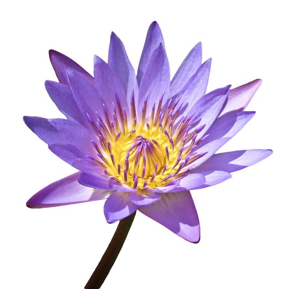 Изолированный фиолетовый лотос
 - Фото, изображение