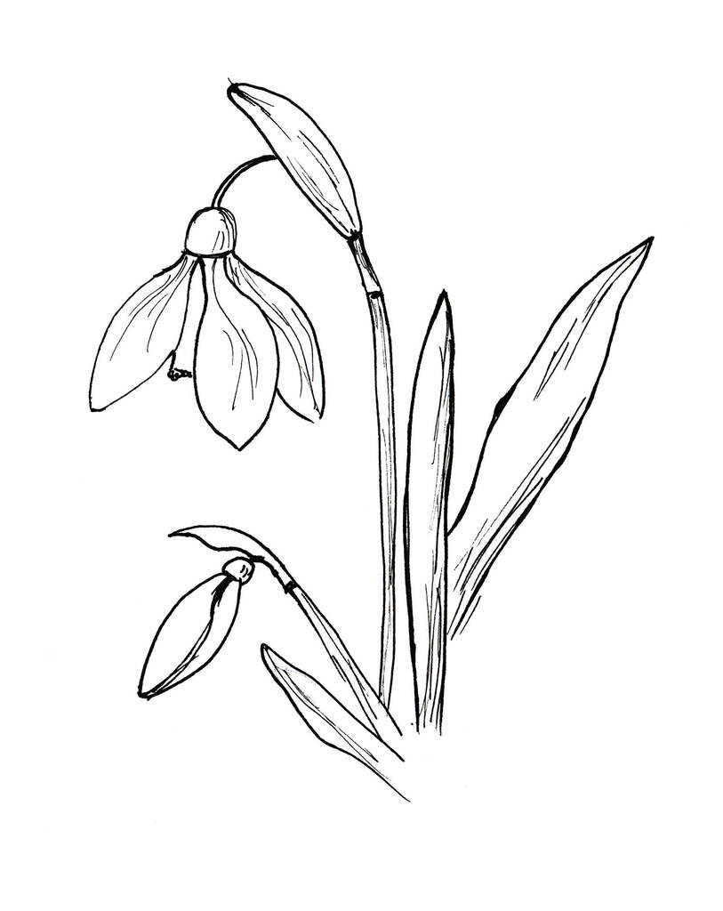 Krásná sněhová kapka s efektem doddle kresby. Izolovaný květ na bílém pozadí.Jarní nastíněné ručně kreslené zjednodušit dětský čmáranice akvarel. - Fotografie, Obrázek