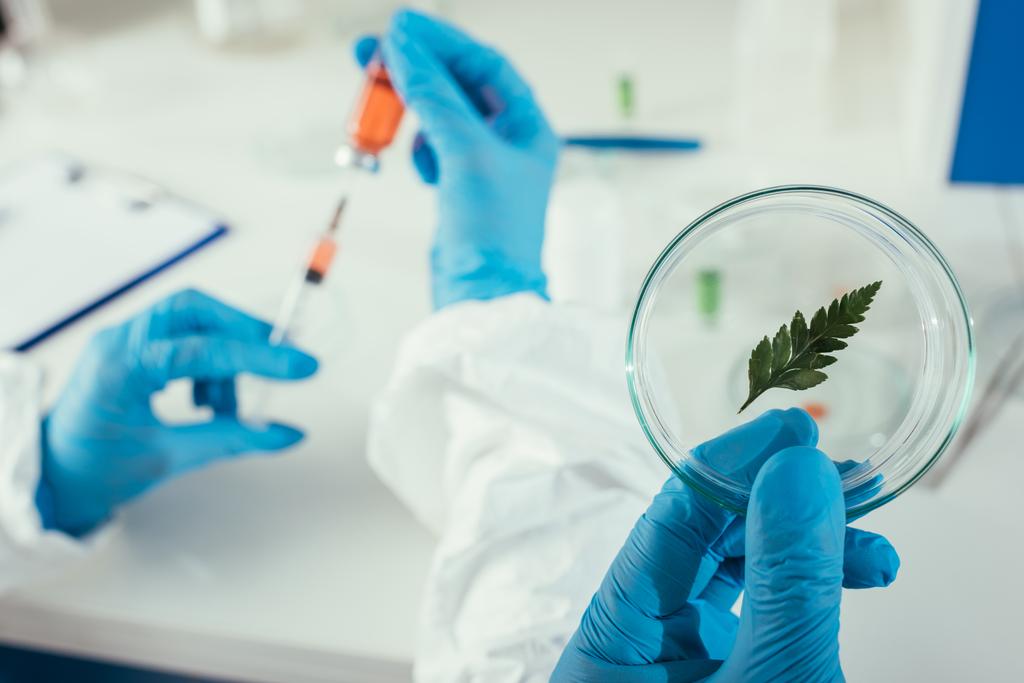vista recortada del bioquímico sosteniendo placa de Petri con hoja verde cerca de colega tomando medicamentos con jeringa
 - Foto, imagen