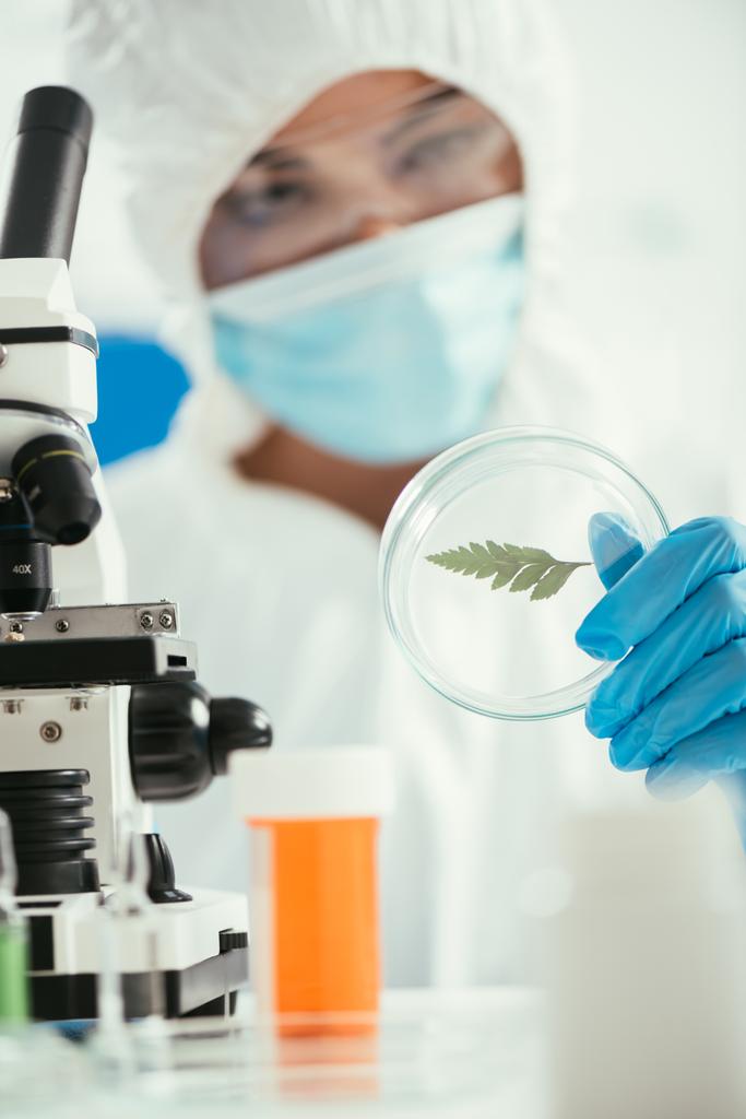 селективний фокус біохіміка, що тримає тарілку Петрі з зеленим листом біля мікроскопа
 - Фото, зображення