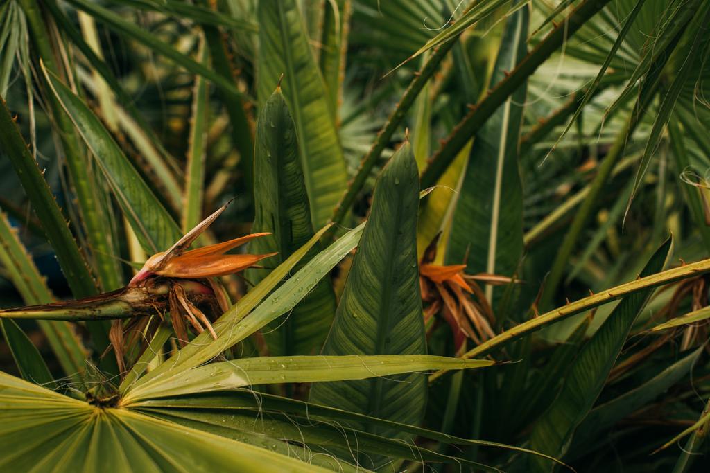 enfoque selectivo de hojas de palma verdes y frescas
  - Foto, Imagen