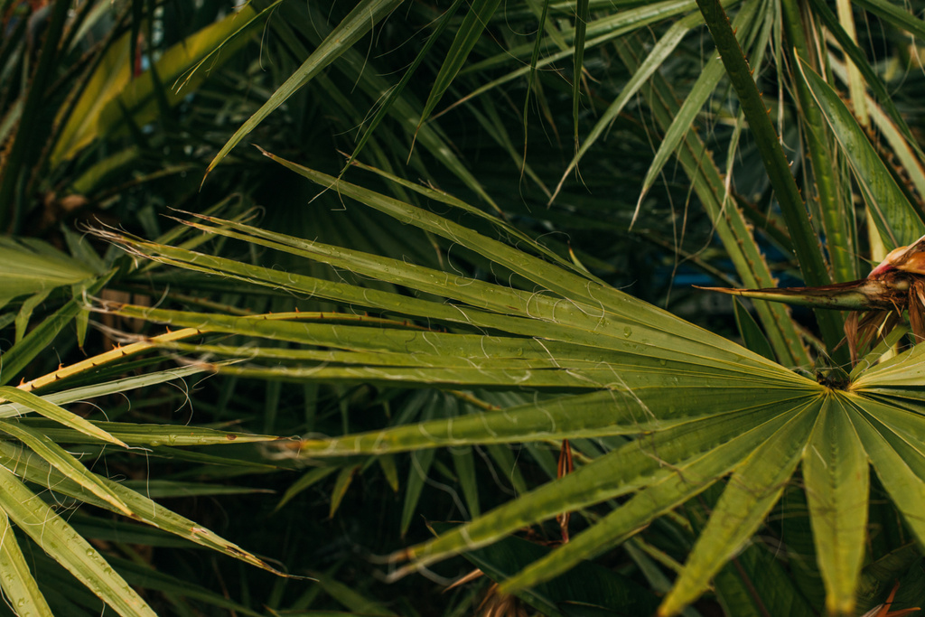 selektywne skupienie świeżych i zielonych liści palmowych  - Zdjęcie, obraz