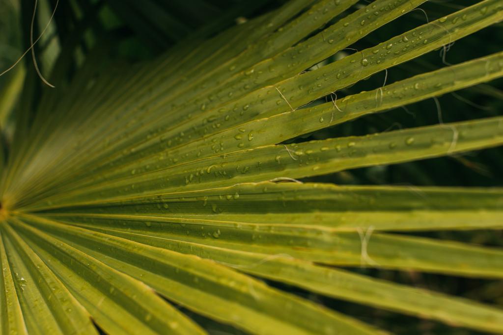 primo piano di foglia di palma umida e verde
  - Foto, immagini